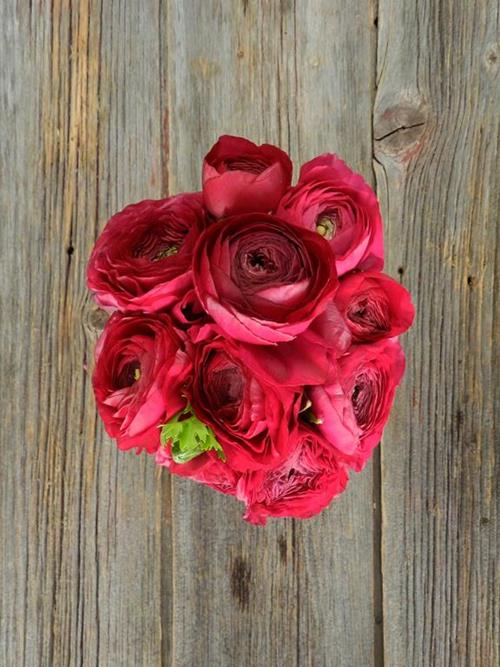 HOT PINK RANUNCULUS